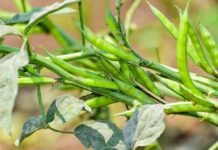 Prebiotic Fiber Transforms Dry Winter Skin