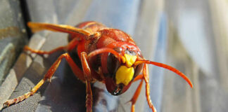 Close-up of a wasp on a surface