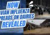 H5N1 Found in Milk, Air, AND Wastewater — What This Means for You