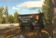 12-year-old injured by bison at Yellowstone National Park
