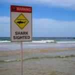 Shark warning sign on a beach shoreline with waves and blue sky