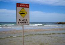 Shark warning sign on a beach shoreline with waves and blue sky