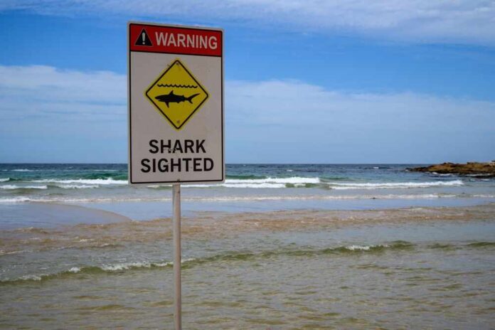 Shark warning sign on a beach shoreline with waves and blue sky