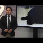 Study suggests dogs can recognize human emotions through facial expressions