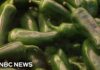 Salmonella outbreak expands to 27 states