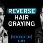 How to Reverse Hair Graying | Dr. Martin Picard & Dr. Andrew Huberman