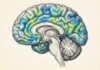 The Architecture of Resistance: The Biology of Brains That Don't Get Dementia