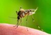 Mosquito Magnet? Blame This Skin Chemical Mosquito feeding on human skin