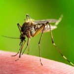 Mosquito feeding on human skin