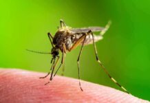 Mosquito Magnet? Blame This Skin Chemical Mosquito feeding on human skin