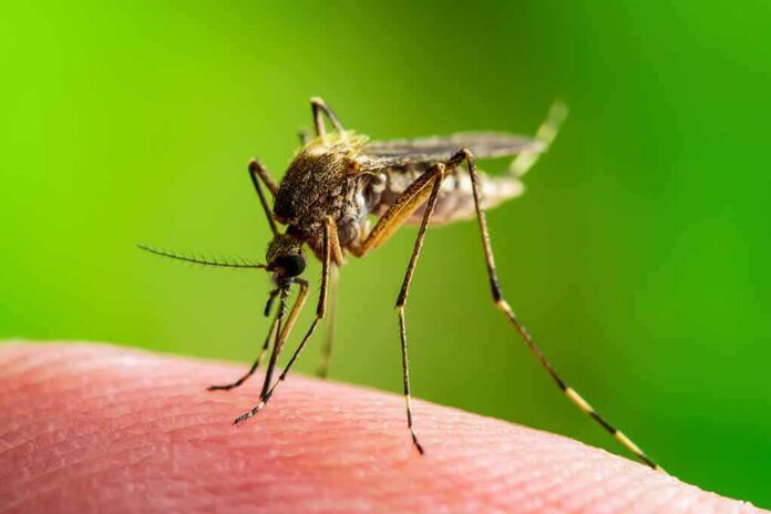 Mosquito feeding on human skin