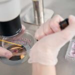 Gloved hands manipulating samples under a microscope in a petri dish