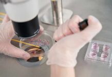 Gloved hands manipulating samples under a microscope in a petri dish