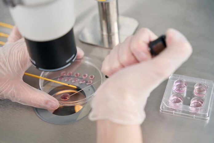 Gloved hands manipulating samples under a microscope in a petri dish