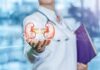 Doctor holding digital illustration of human kidneys