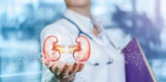 Doctor holding digital illustration of human kidneys