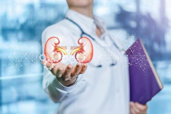 shutterstock_1234422493 Doctor holding digital illustration of human kidneys