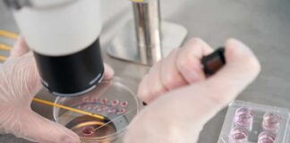 Gloved hands manipulating samples under a microscope in a petri dish