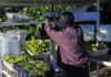 Pesticide Shocker Hits Driscoll’s A farm worker sorting and packing green grapes in a vineyard