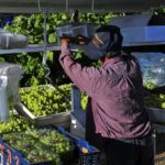 A farm worker sorting and packing green grapes in a vineyard