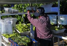 A farm worker sorting and packing green grapes in a vineyard