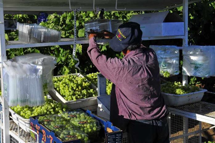 shutterstock_59471917 A farm worker sorting and packing green grapes in a vineyard