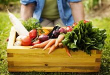 Do Carrots Really Improve Your Eyesight? A wooden crate filled with various fresh vegetables in a garden