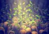 Gut Bugs Steal 100 Calories Daily Microbes among intestinal villi